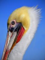 Pelican Profile�